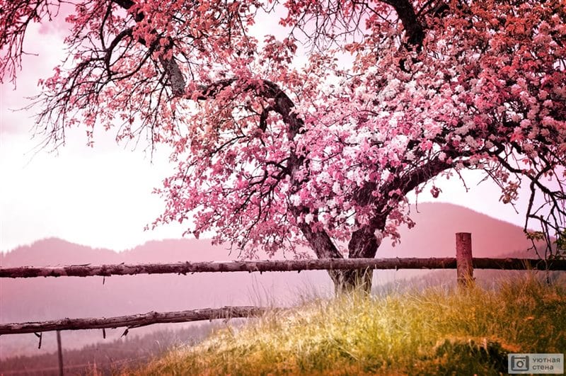 Картинки цветущая сакура (100 фото) #89