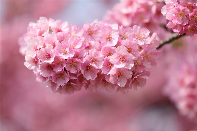Картинки цветущая сакура (100 фото) #82