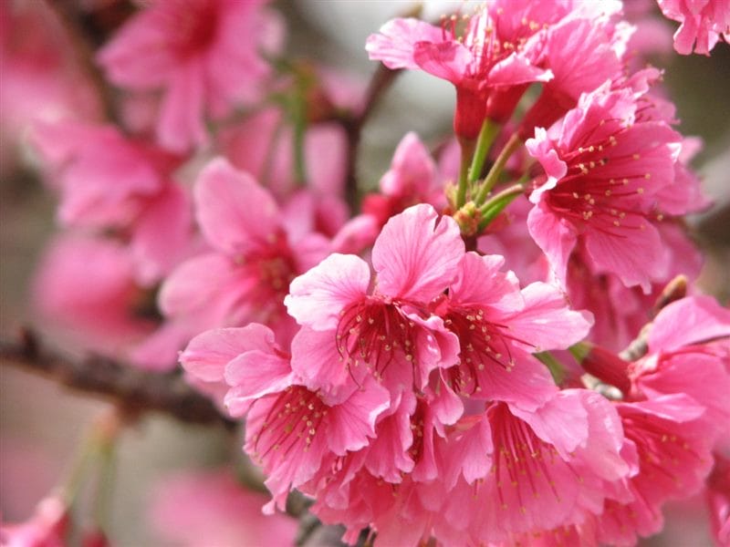 Картинки цветущая сакура (100 фото) #59