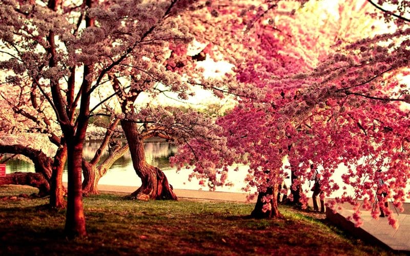 Картинки цветущая сакура (100 фото) #87