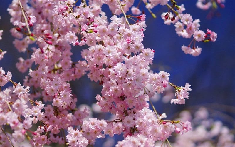 Картинки цветущая сакура (100 фото) #43