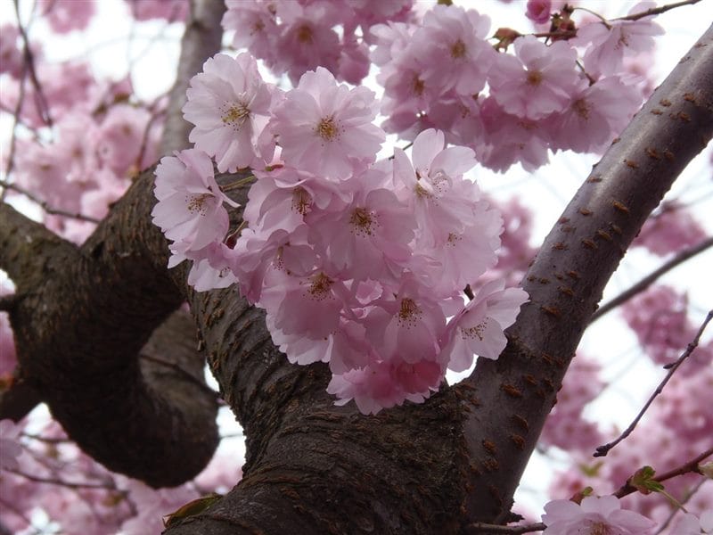 Картинки цветущая сакура (100 фото) #53