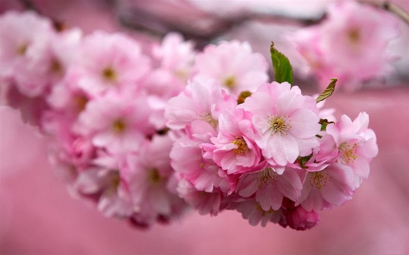 Картинки цветущая сакура (100 фото) #85