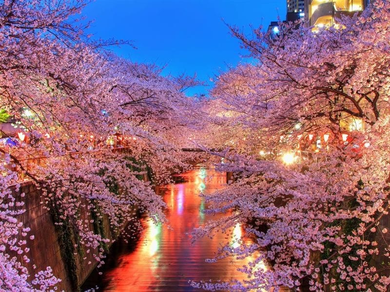 Картинки цветущая сакура (100 фото) #100