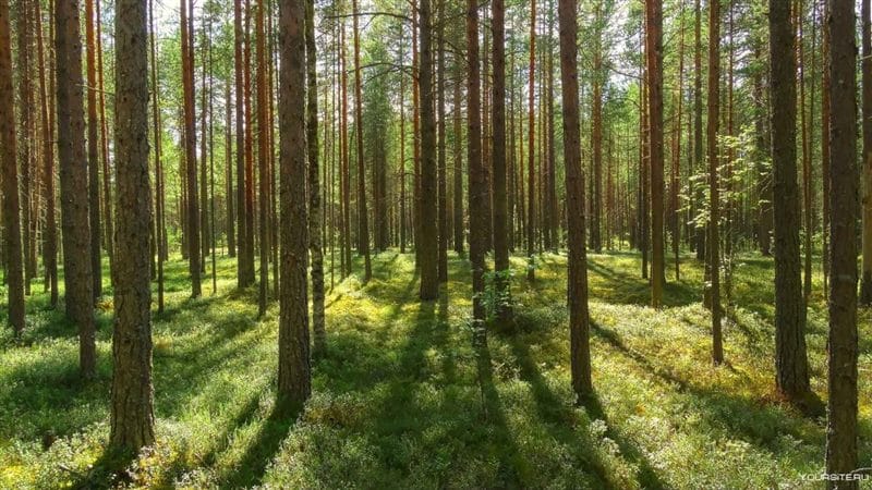 Картинки сосновый лес (100 фото) #36