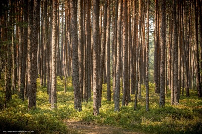 Картинки сосновый лес (100 фото) #17