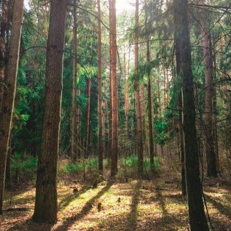 Картинки сосновый лес (100 фото) #90