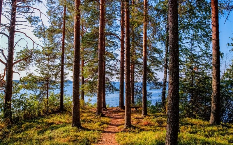 Картинки сосновый лес (100 фото) #100