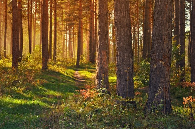 Картинки сосновый лес (100 фото) #19