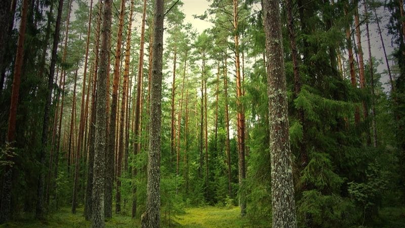 Картинки сосновый лес (100 фото) #75