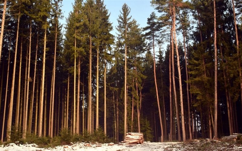 Картинки сосновый лес (100 фото) #53