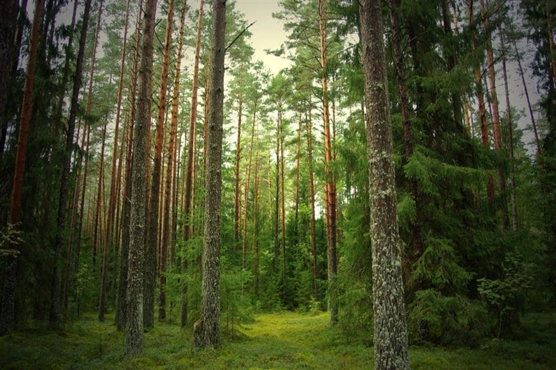 Картинки сосновый лес (100 фото) #58