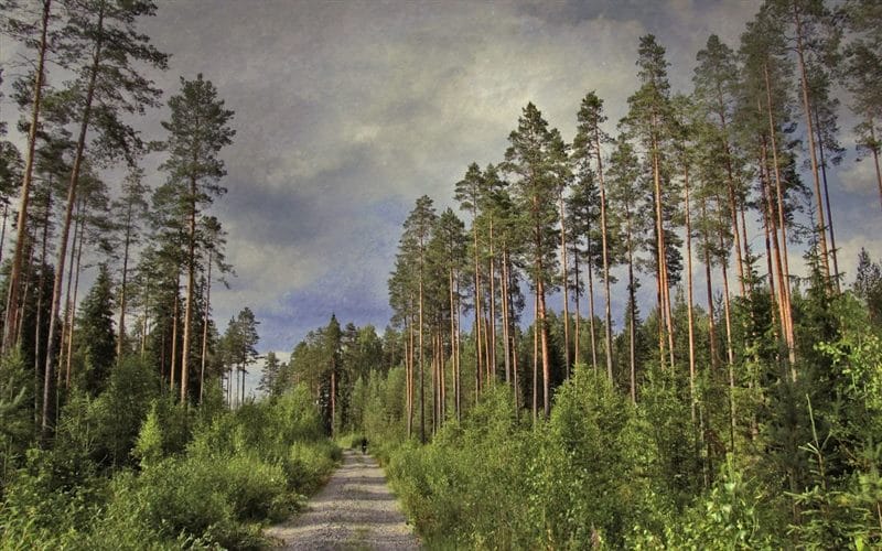 Картинки сосновый лес (100 фото) #44