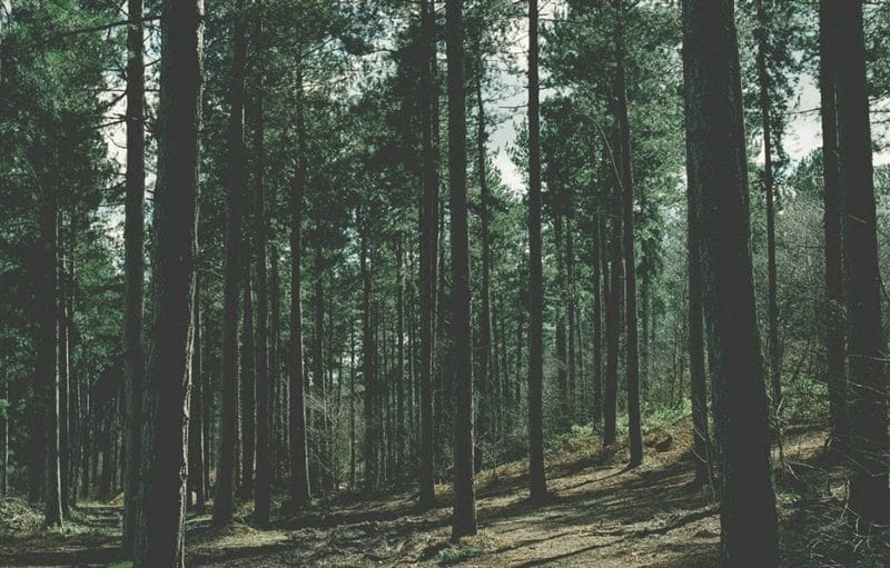 Картинки сосновый лес (100 фото) #63