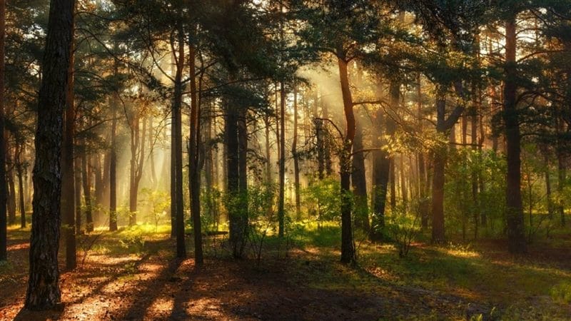 Картинки сосновый лес (100 фото) #80
