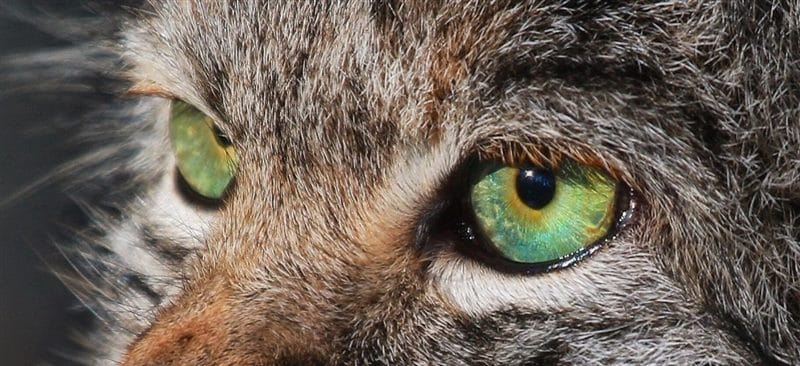 Картинки глаза животных (100 фото) #16