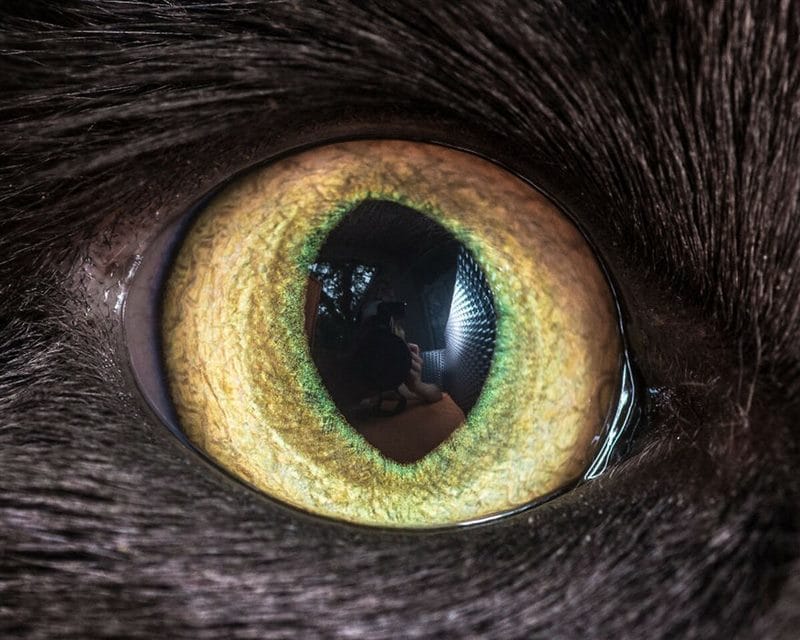 Картинки глаза животных (100 фото) #15