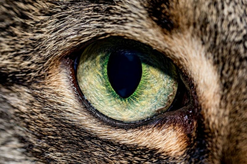 Картинки глаза животных (100 фото) #11