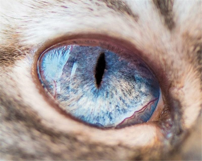 Картинки глаза животных (100 фото) #36