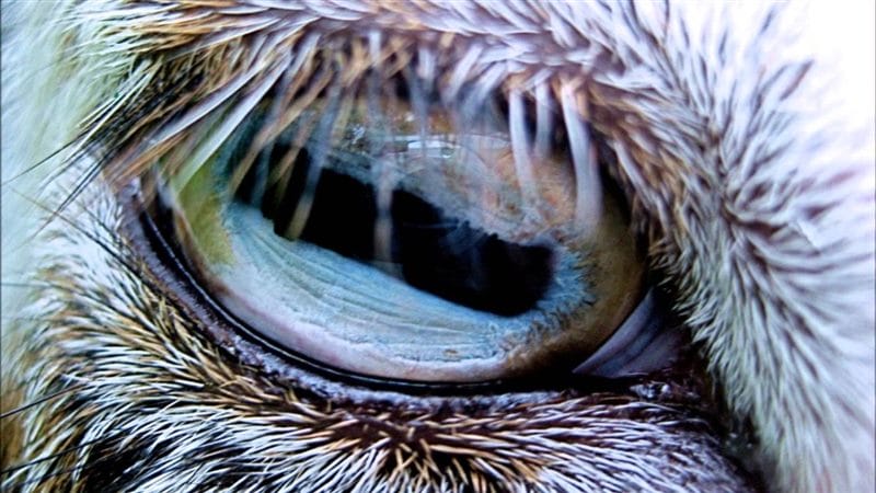 Картинки глаза животных (100 фото) #25