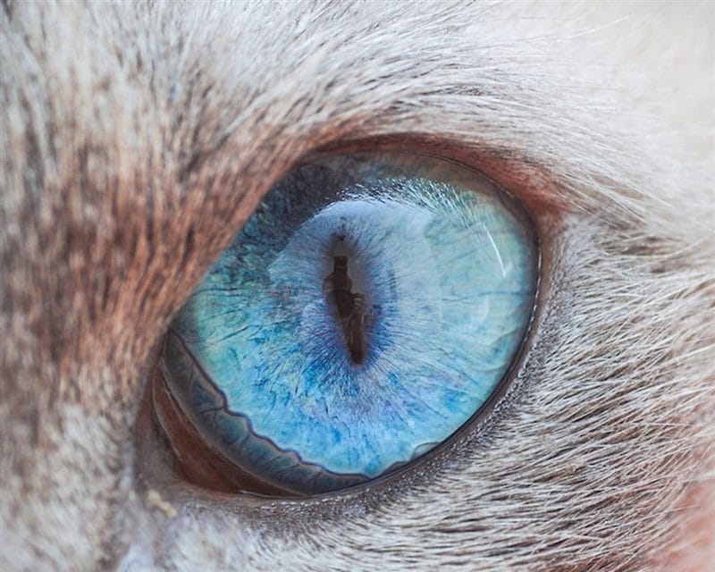 Картинки глаза животных (100 фото) #18