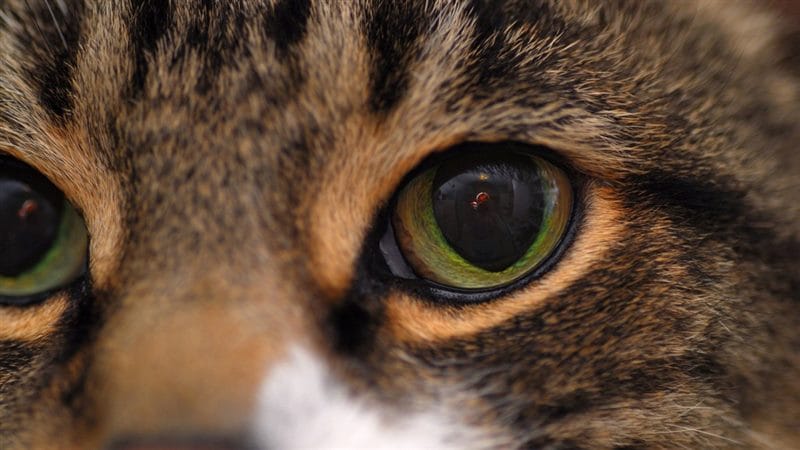Картинки глаза животных (100 фото) #48