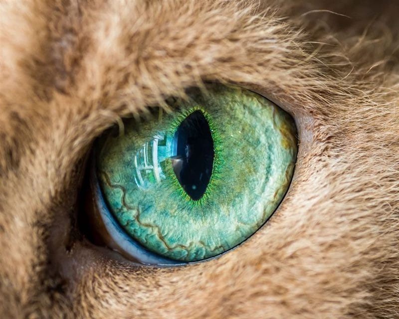 Картинки глаза животных (100 фото) #43