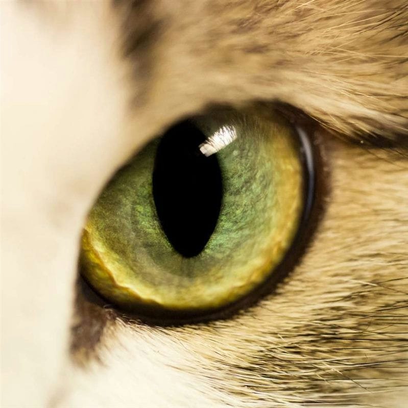 Картинки глаза животных (100 фото) #68