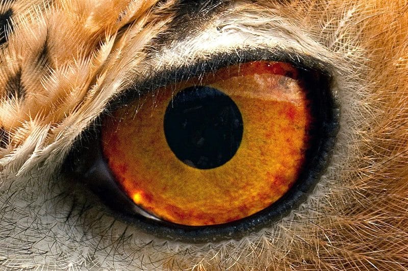 Картинки глаза животных (100 фото) #5