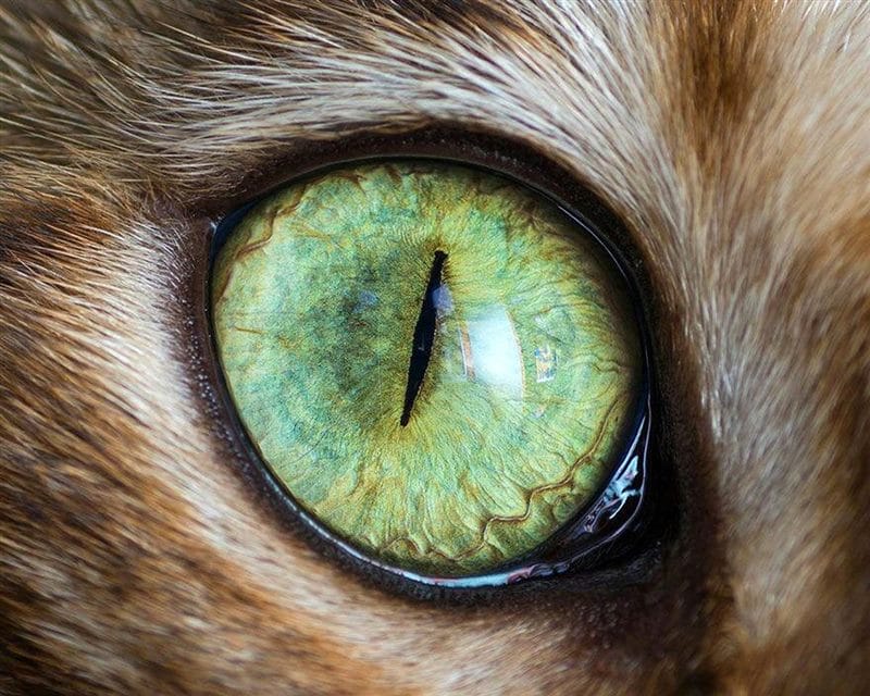 Картинки глаза животных (100 фото) #9