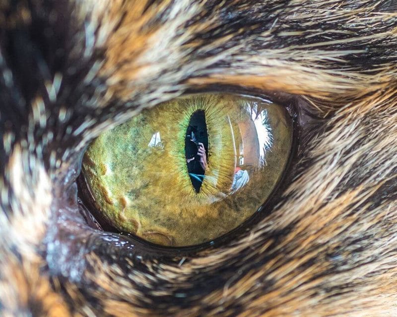 Картинки глаза животных (100 фото) #30