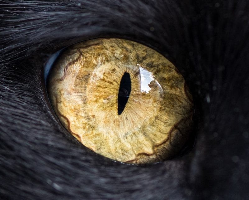 Картинки глаза животных (100 фото) #47