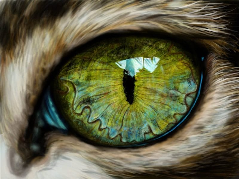 Картинки глаза животных (100 фото) #93