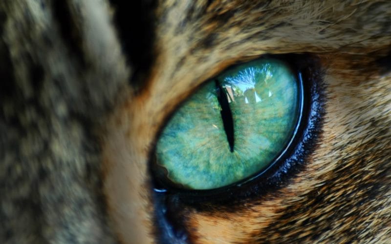 Картинки глаза животных (100 фото) #60