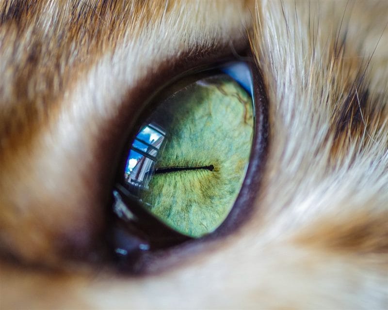 Картинки глаза животных (100 фото) #39