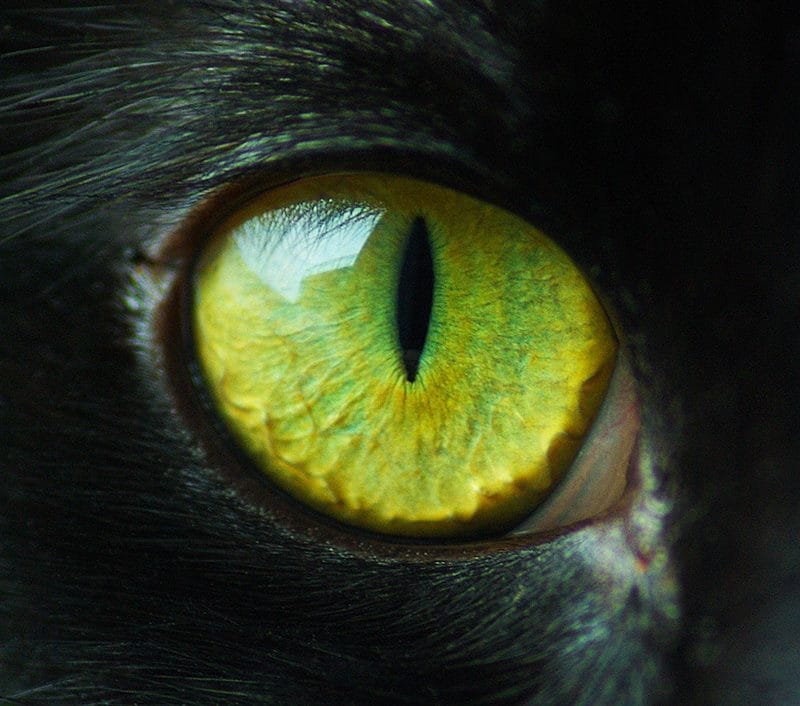 Картинки глаза животных (100 фото) #95