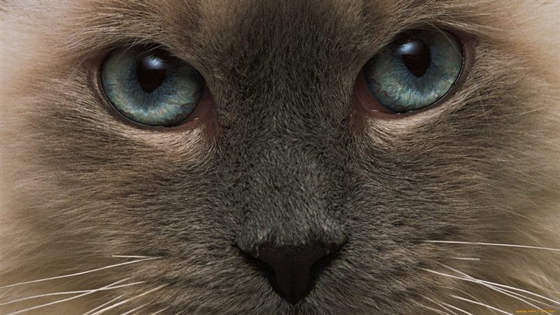 Картинки глаза животных (100 фото) #19