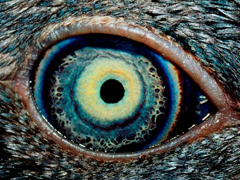 Картинки глаза животных (100 фото) #8
