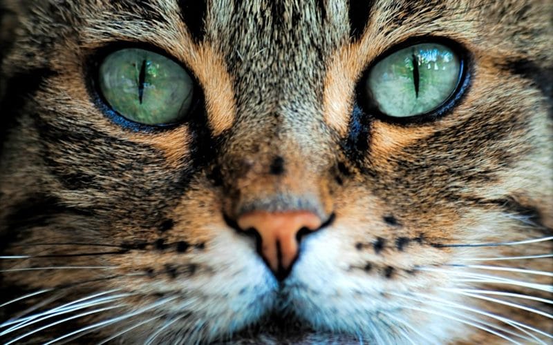 Картинки глаза животных (100 фото) #88