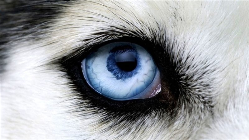 Картинки глаза животных (100 фото) #58