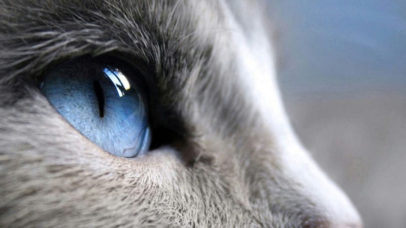 Картинки глаза животных (100 фото) #98