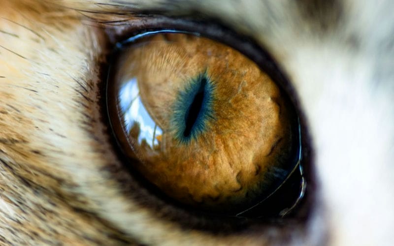 Картинки глаза животных (100 фото) #76