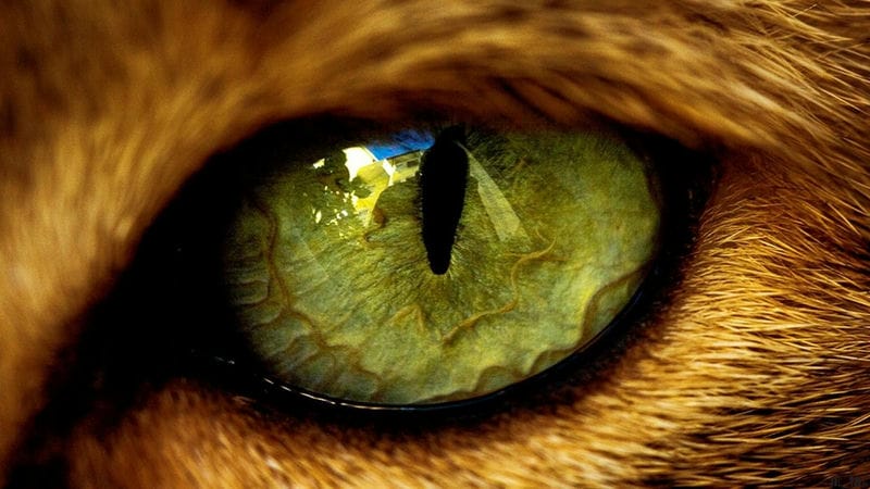 Картинки глаза животных (100 фото) #41