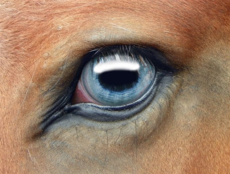 Картинки глаза животных (100 фото) #96