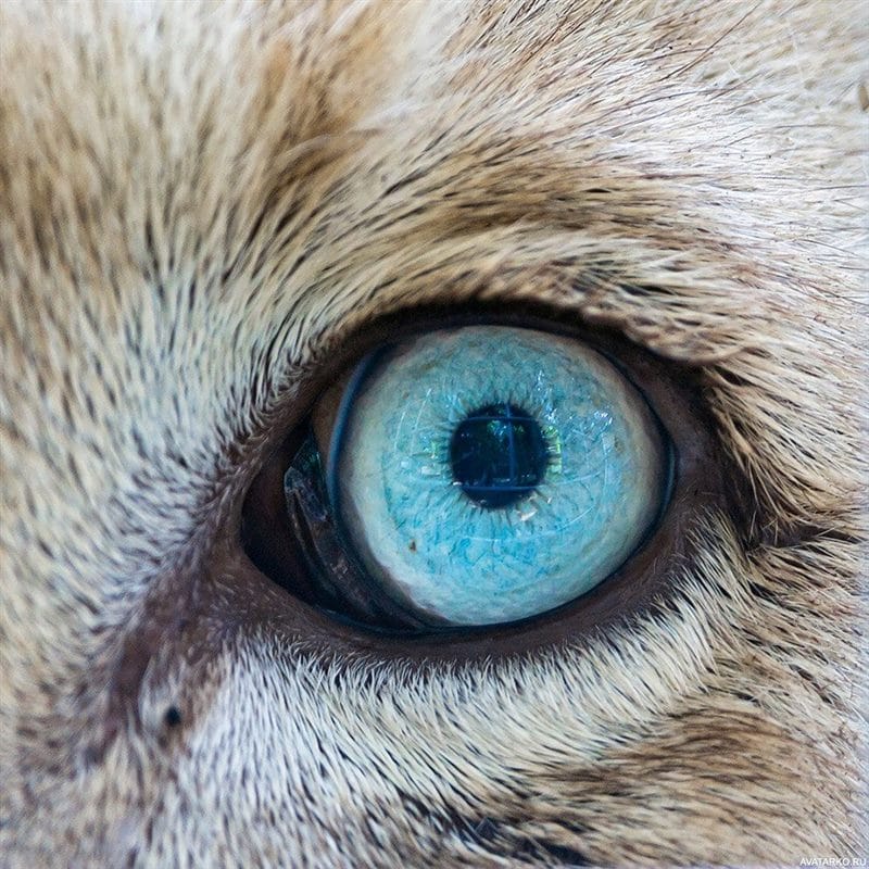 Картинки глаза животных (100 фото) #97