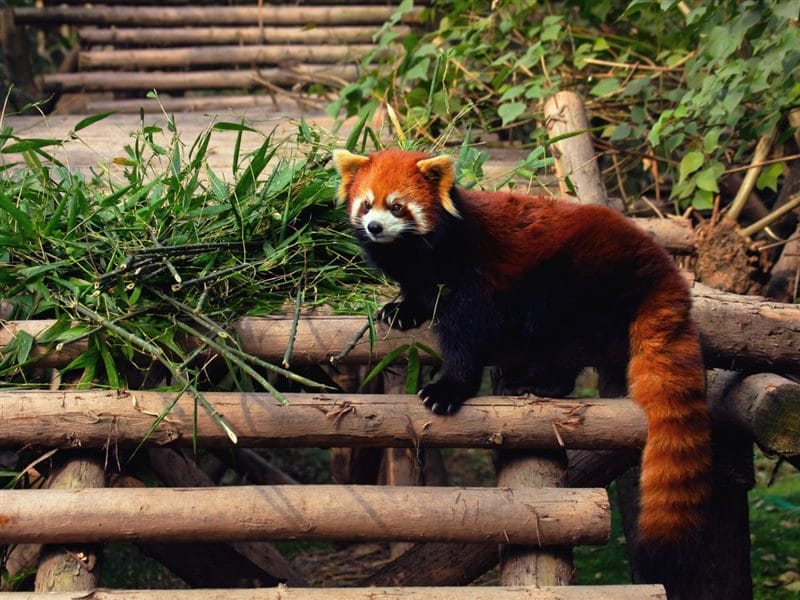 Картинки красные панды (100 фото) #9