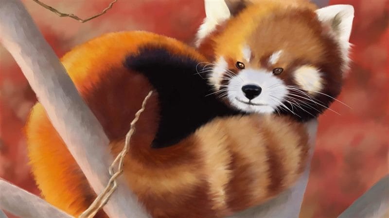 Картинки красные панды (100 фото) #91