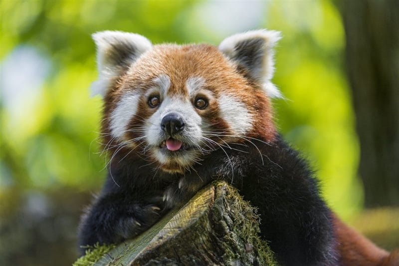 Картинки красные панды (100 фото) #65