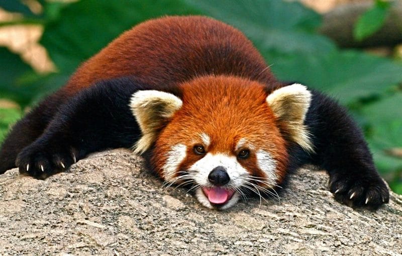 Картинки красные панды (100 фото) #15