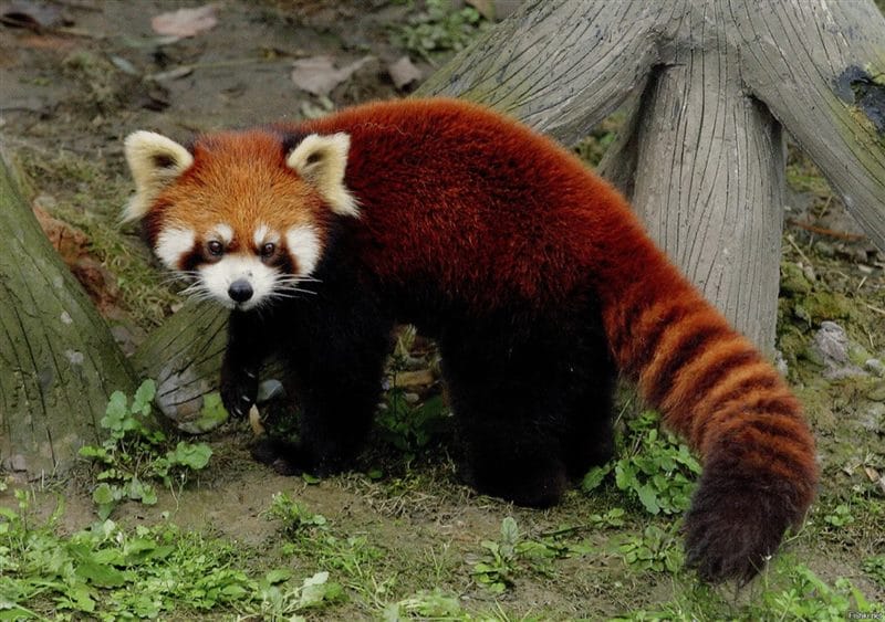 Картинки красные панды (100 фото) #7